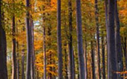 ɭ�ַ�����깤���ܽ�