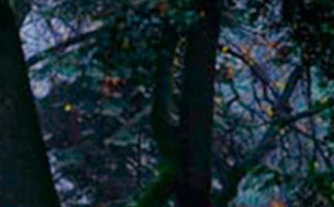 ����ɭ�ַ������ܽ�