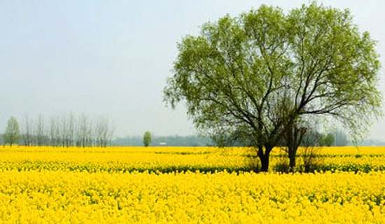 �����š����λ�ܽ�